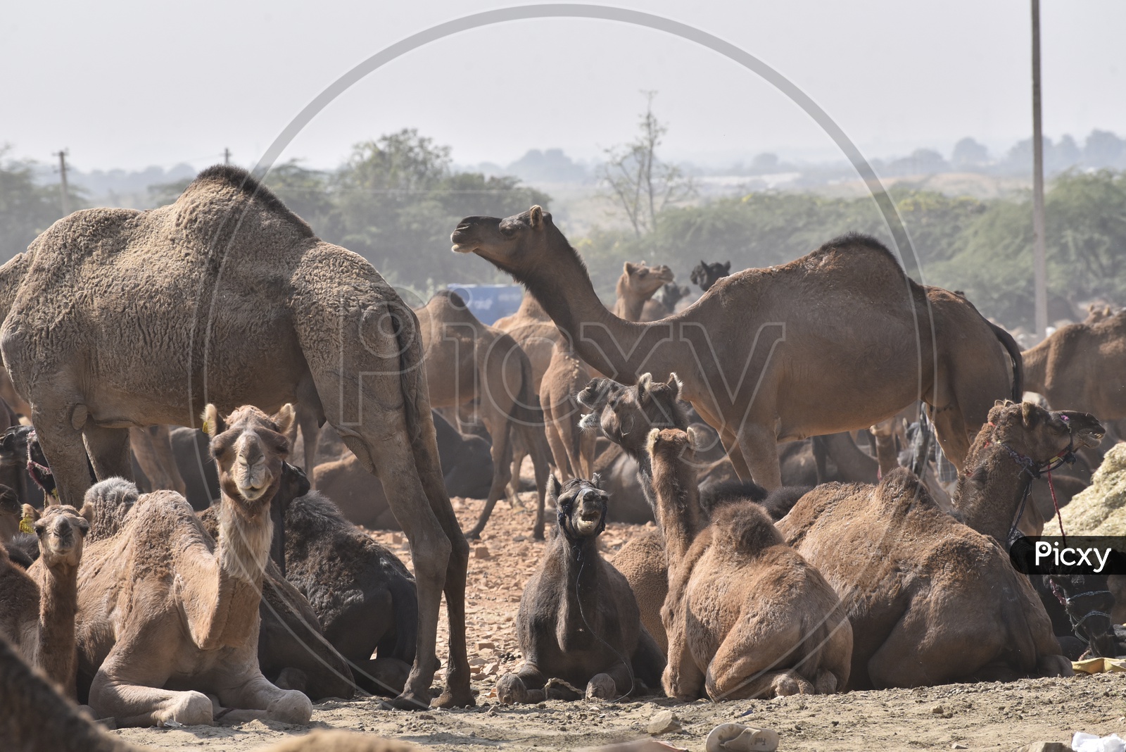 Pushkar Camel Fair,Rajasthan