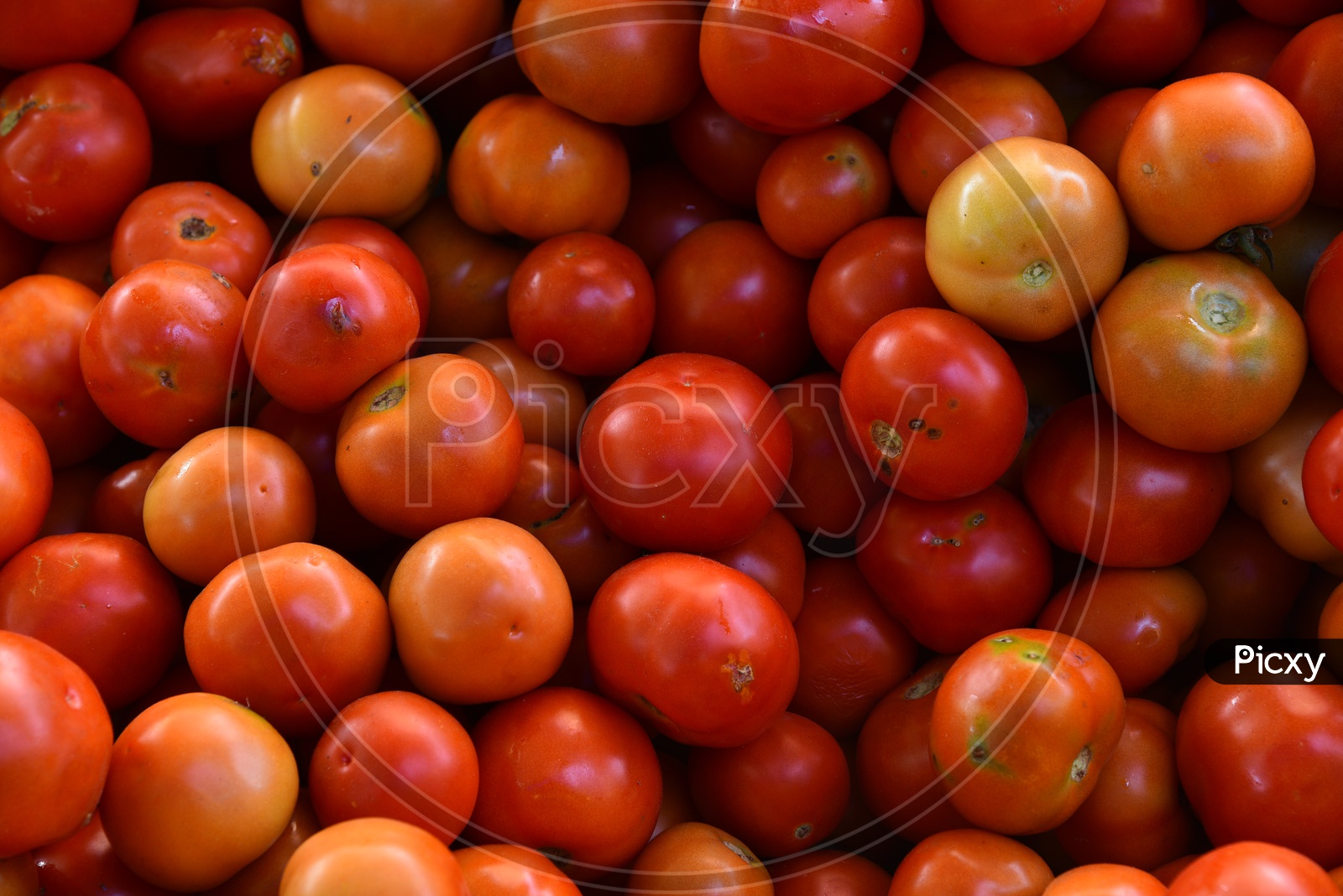 Vegetables - Tomato/Tomatoes at Local Market/Rythu Bazar