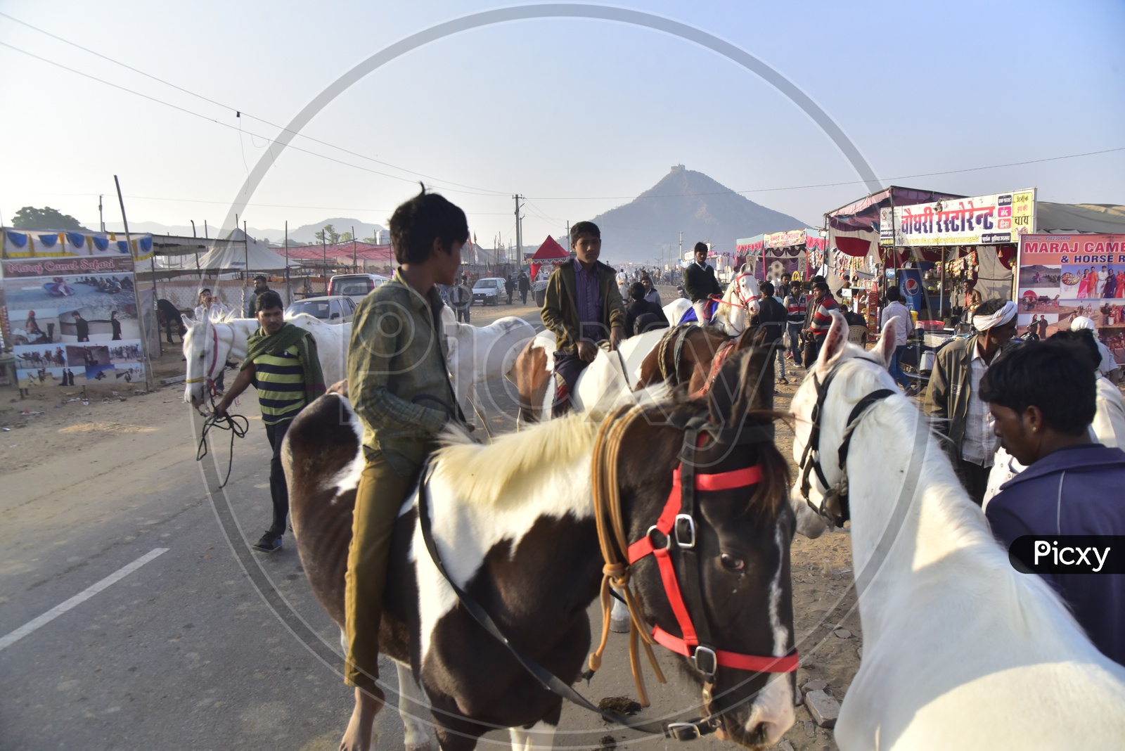 Horses at Pushkar Camel Fair, 2018