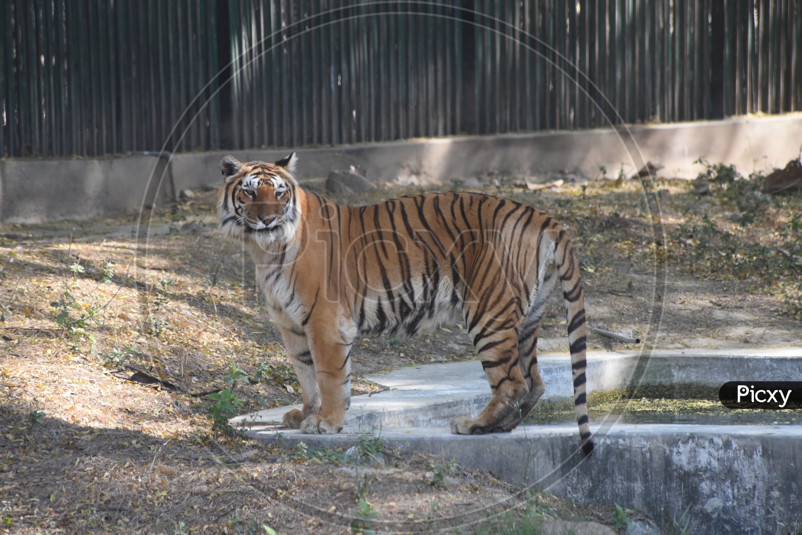Bengal Tiger in Delhi Zoo
