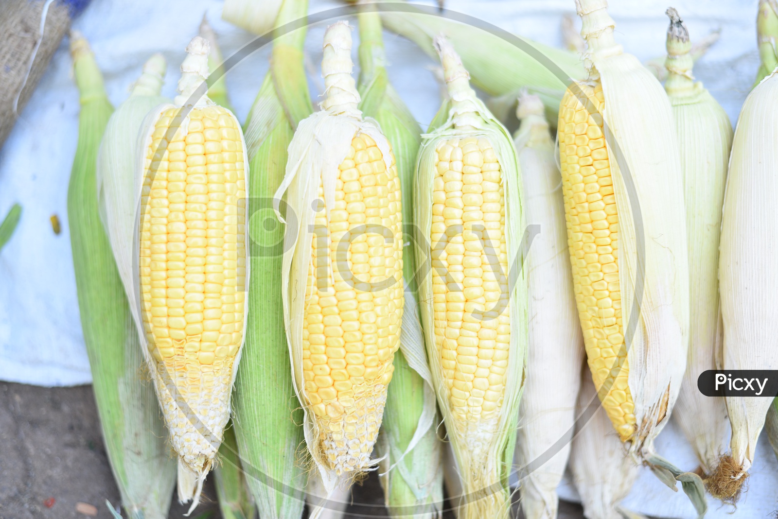 Fresh Corn at Local Vegetable Market/Rythu Bazar