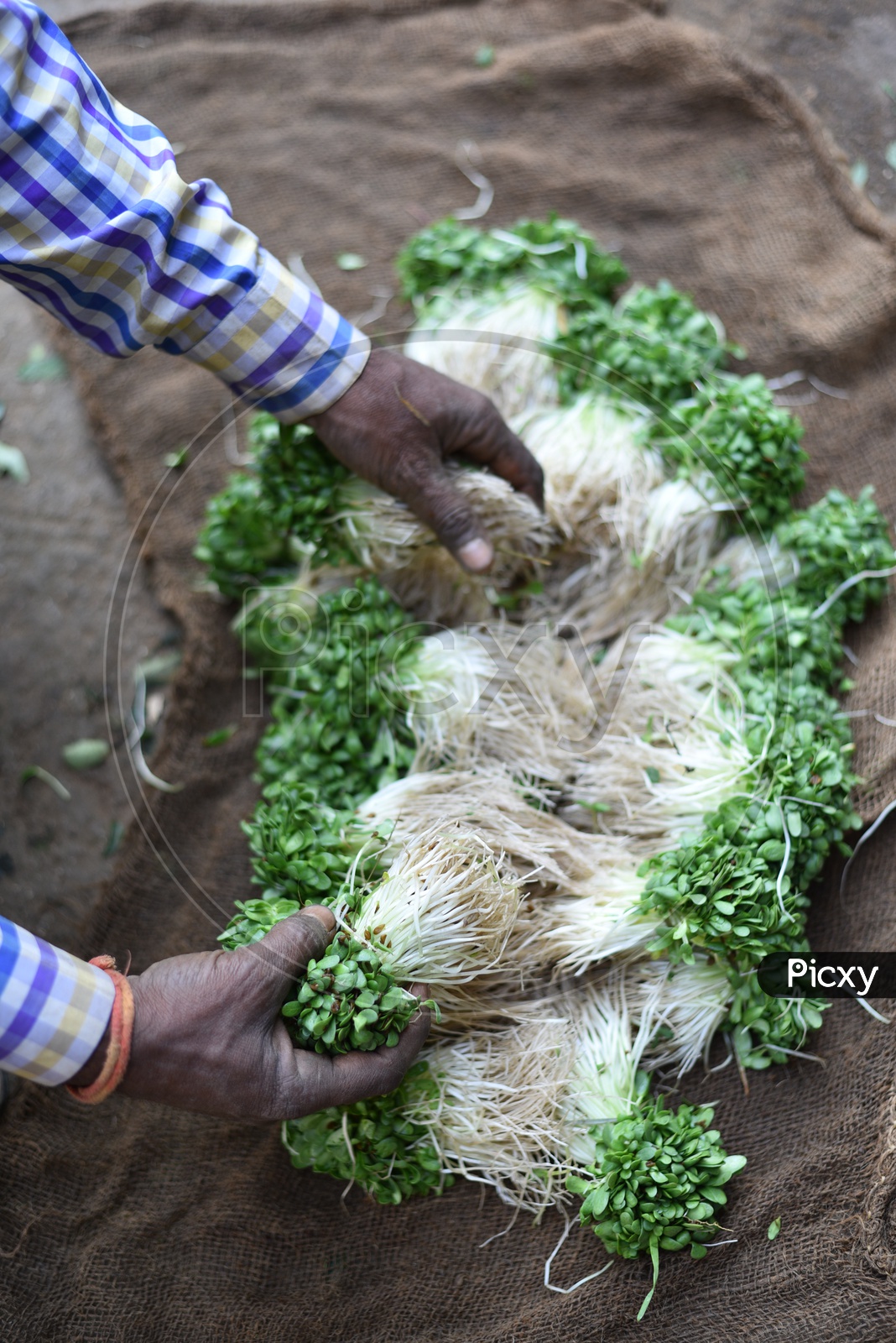 Fresh Methi Leaves at Local Vegetable Market/Rythu Bazar