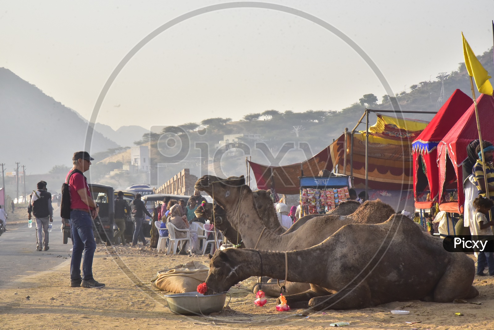 Camels at Pushkar Camel Fair, 2018