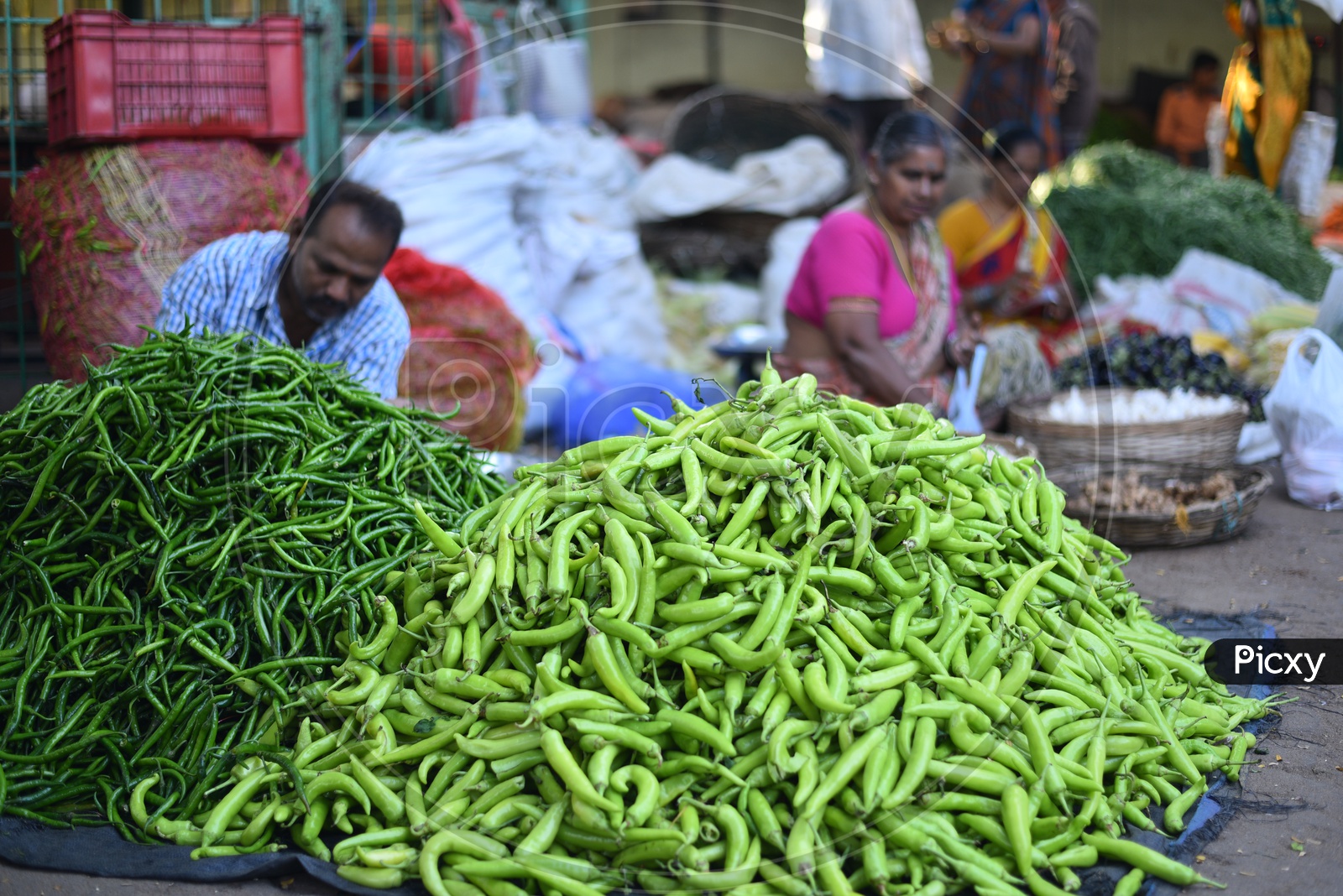Big Green Chilli at Local Vegetable Market/Rythu Bazar