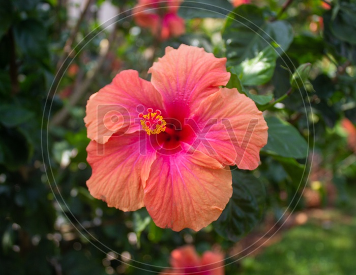 Flower -  Hibiscus / Mandara Flower