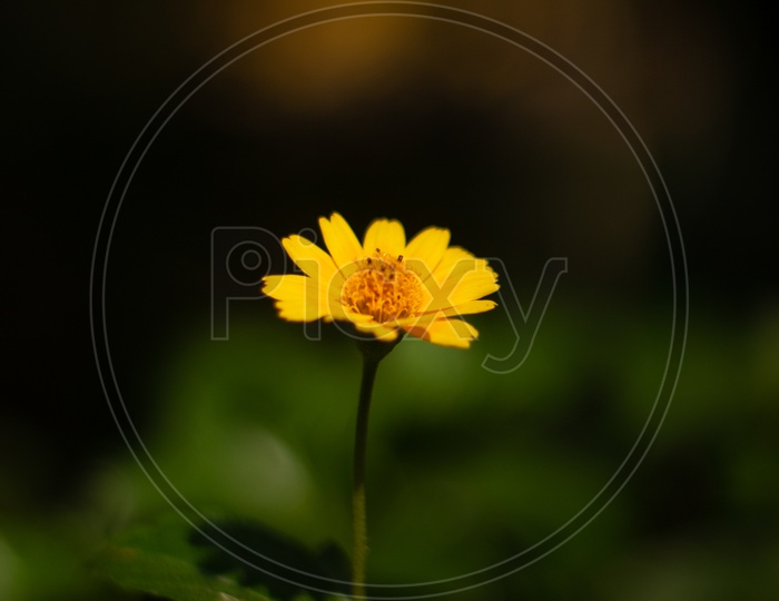 flower - heliopsis tuscan gold / tuscan sunflower
