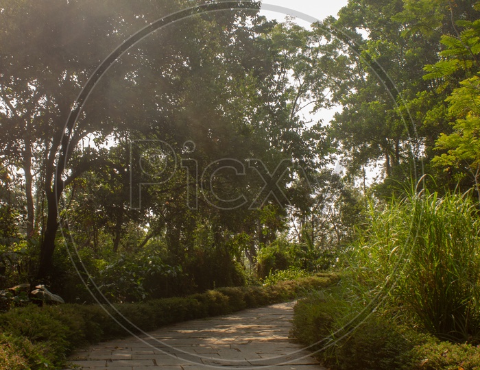 Path along the Nature / Coorg