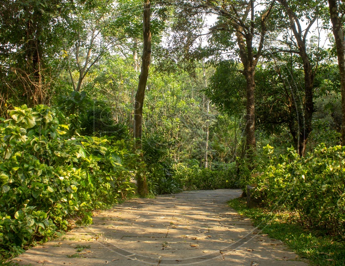 Path along the Nature