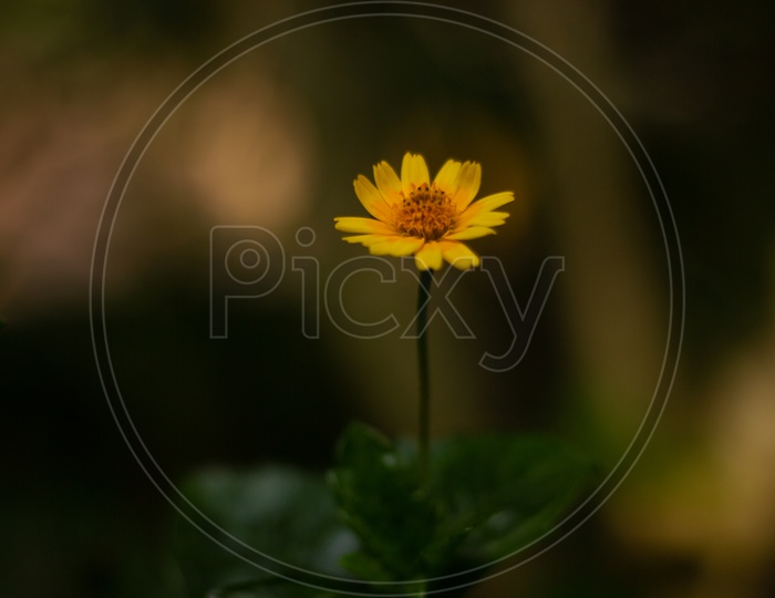 flower - heliopsis tuscan gold / tuscan sunflower