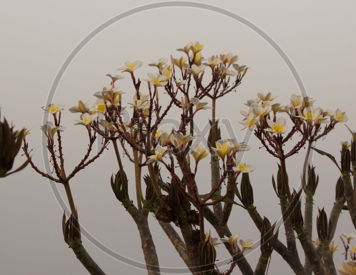 Apocynaceae Flower/Crape Jasmine / Pinwheel Flower/pulmeria Rubra/National Flower Of Nicaragua