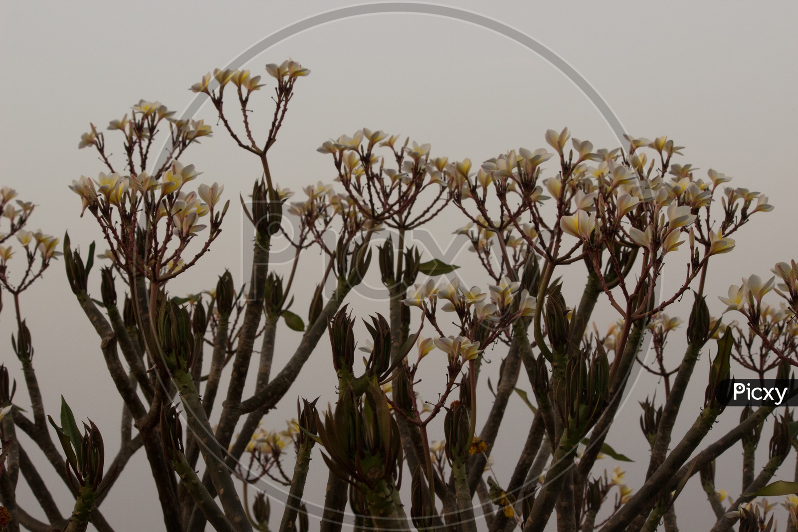 Apocynaceae Flower/Crape Jasmine / Pinwheel Flower/pulmeria Rubra/National Flower Of Nicaragua
