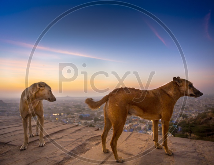 Dogs atop a hill in Jodhpur