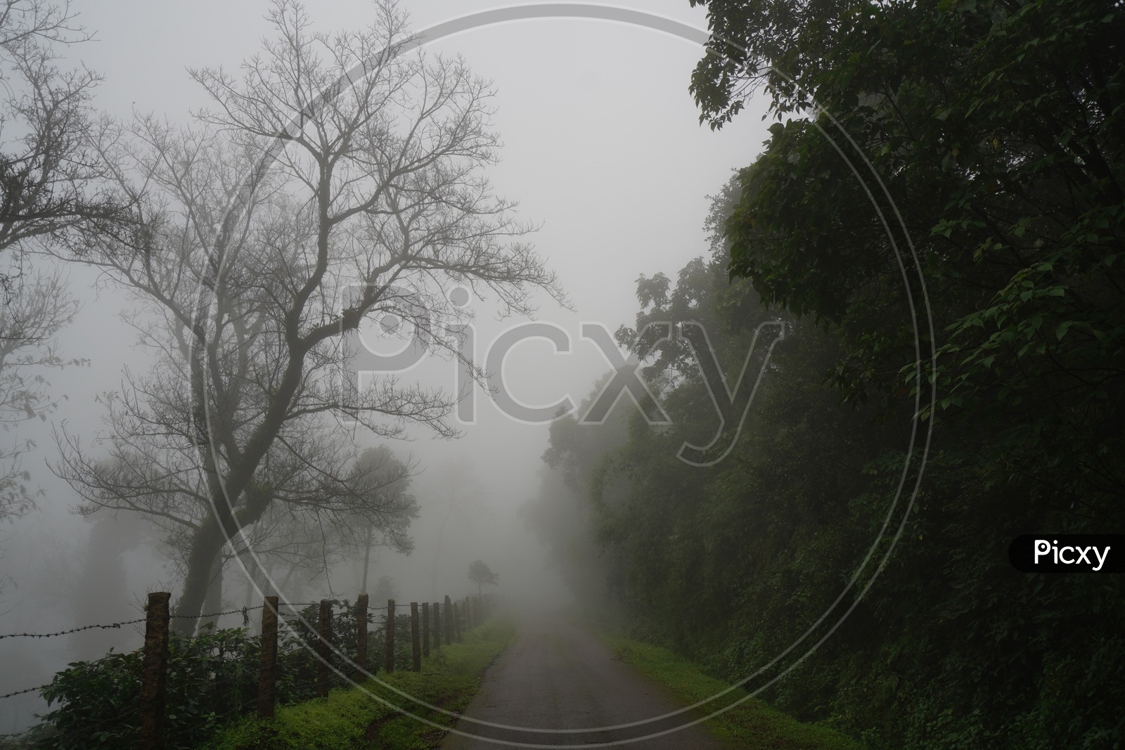 Foggy Mornings in Chickmangalur / Forests in Chickmangalur / Views of Valleys In Chickmangalur / Commuting Roads in Chickmangalur