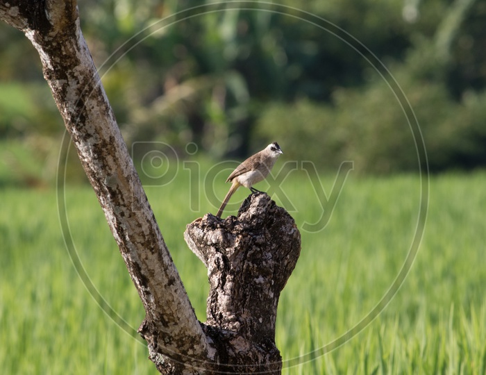 White Wagtail / Motacilla Alba / Birds / India Birds