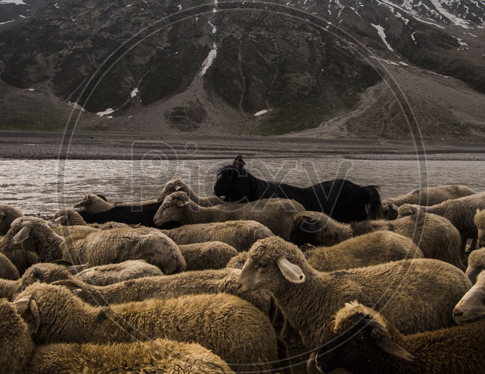 Sheep Flocks in Leh / Lakes  in Leh / Cattles of Leh