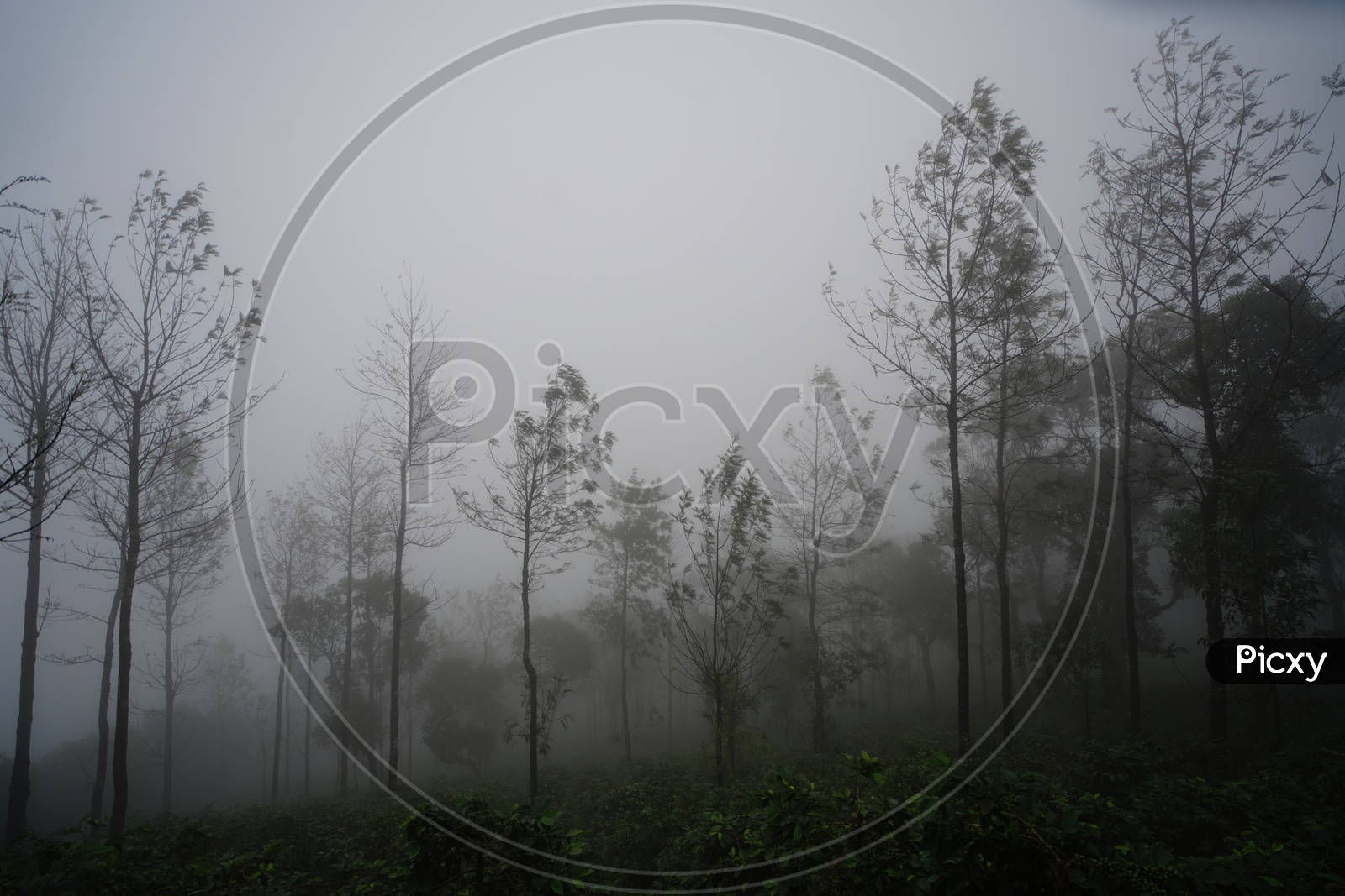 Foggy Mornings in Chickmangalur / Forests in Chickmangalur / Views of Valleys In Chickmangalur