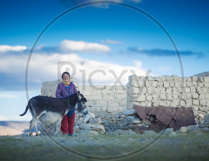 Local Women with their Cattle in Leh / Locals in Leh