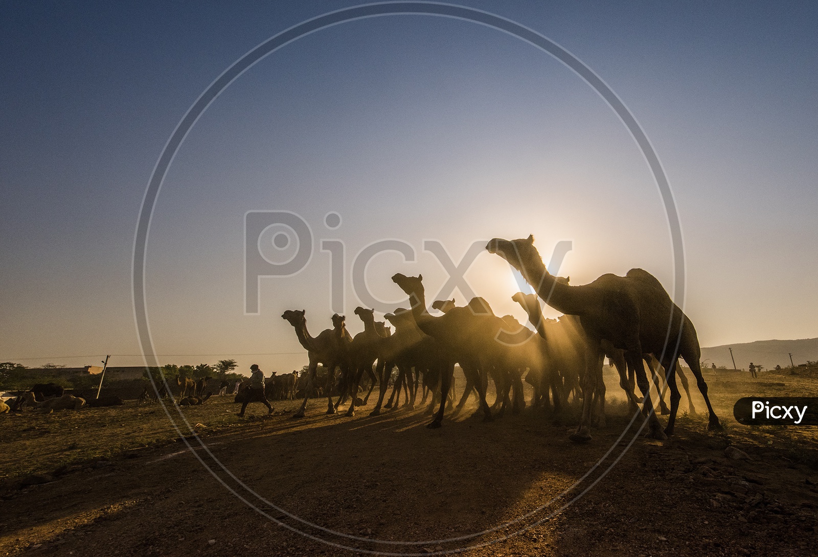 Pushkar camel Fair