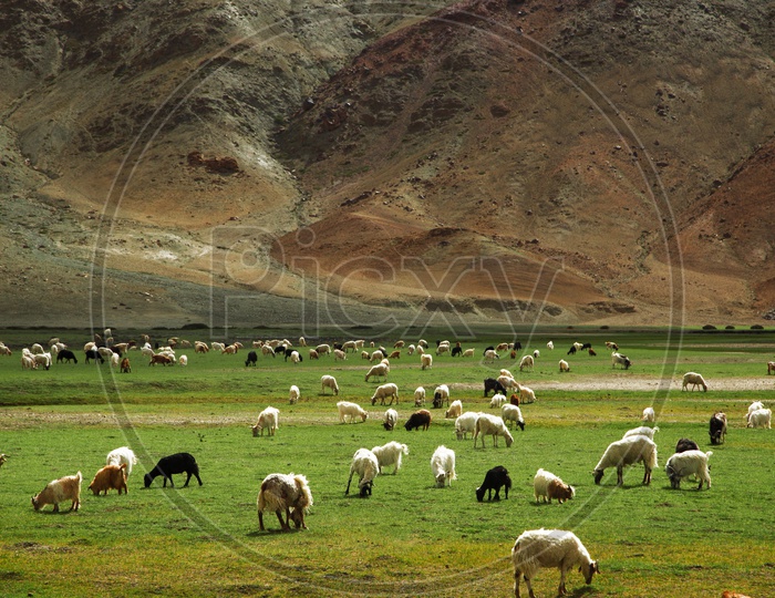 Sheeps Eating Pastures in Valleys of Leh