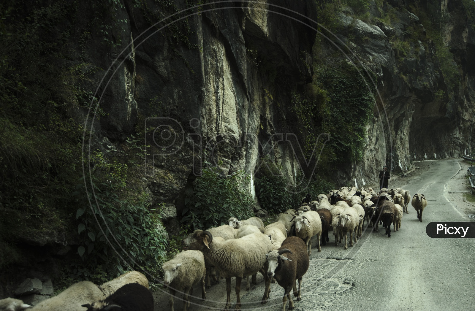 Sheep Flock on Roads in Ladakh / Roads in Ladakh / Cattle on roads Ladakh