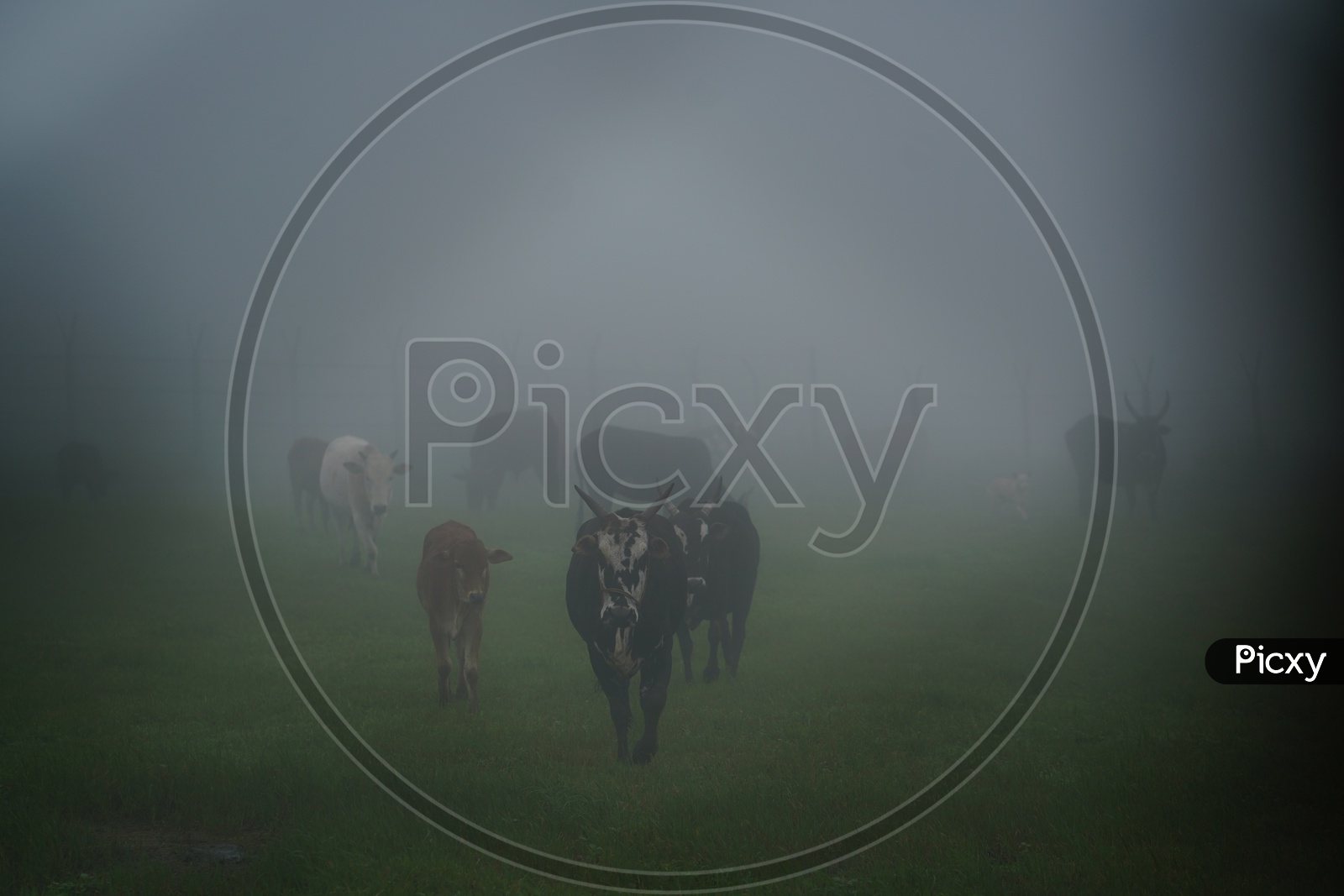Foggy mornings Chickmangalur  / Bullocks in Foggy Mornings