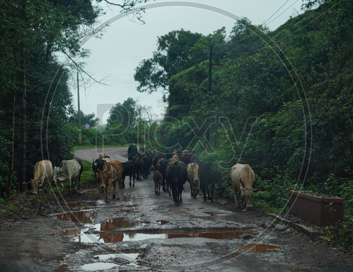 Foggy mornings Chickmangalur  / A  Flock of Cows in Early Morning in Chickmangalur