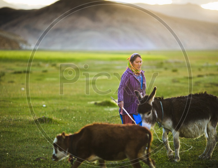 Locals in Leh / Locals Feeding Their Cattle in Terrains in Leh