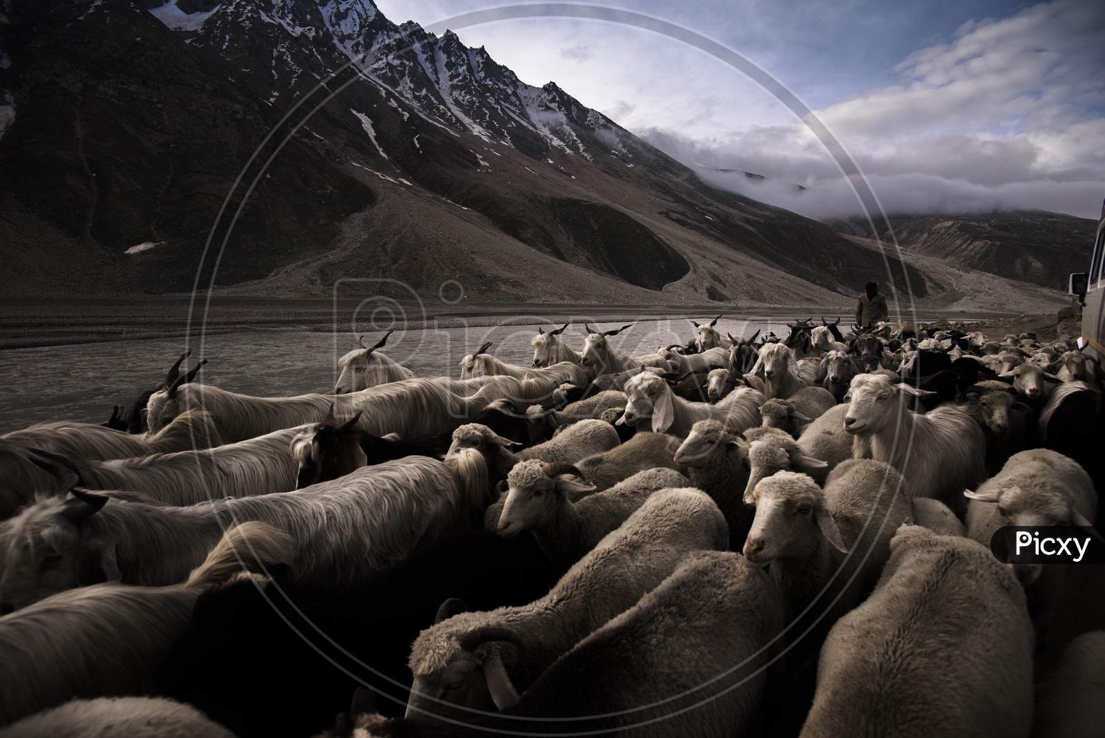Sheep Flocks in Leh / Cattles of Leh