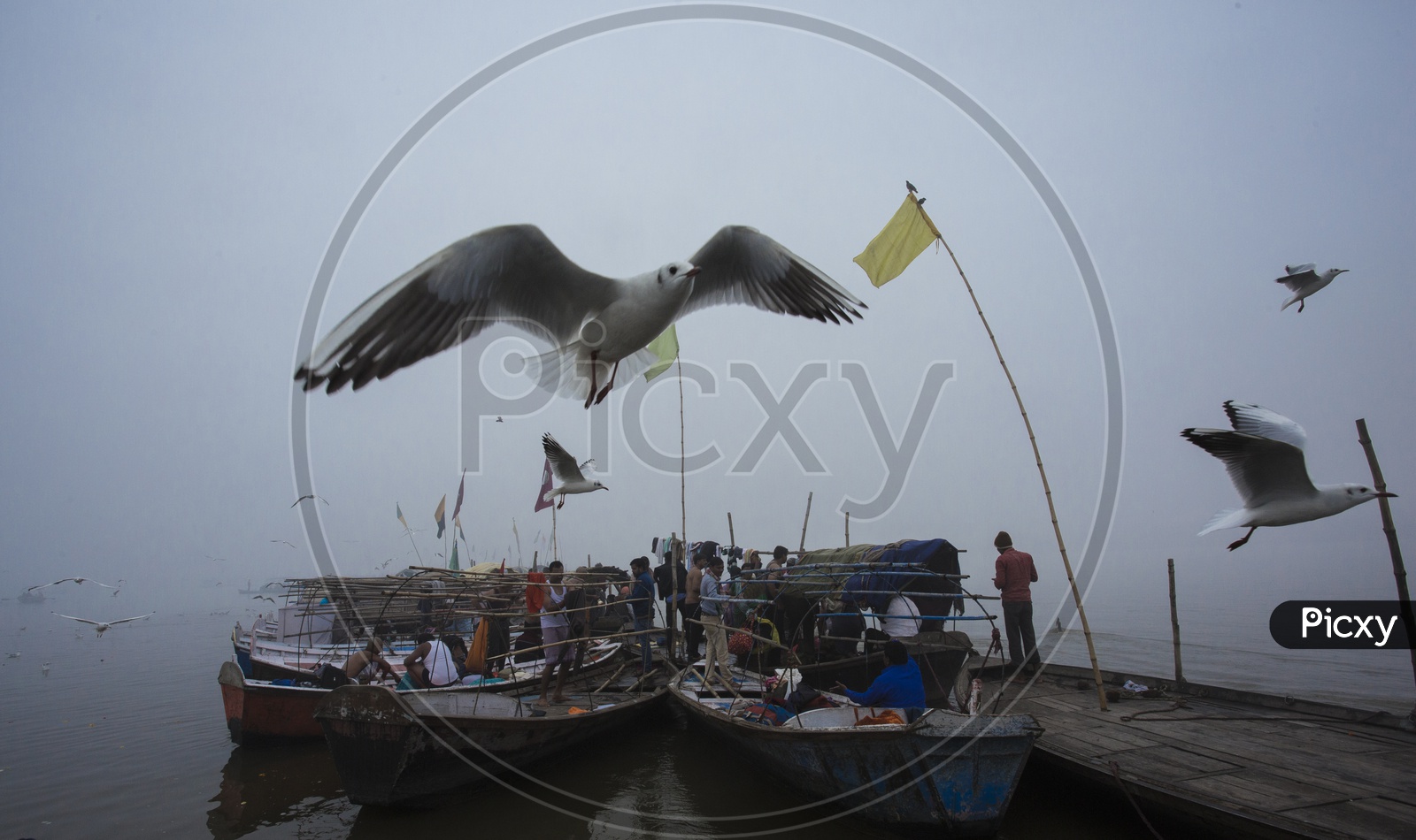 Sailing Boats on River ganga / Varanasi Boat Transport / Siberian Birds on  River Ganga/ Migratory Birds in Varanasi