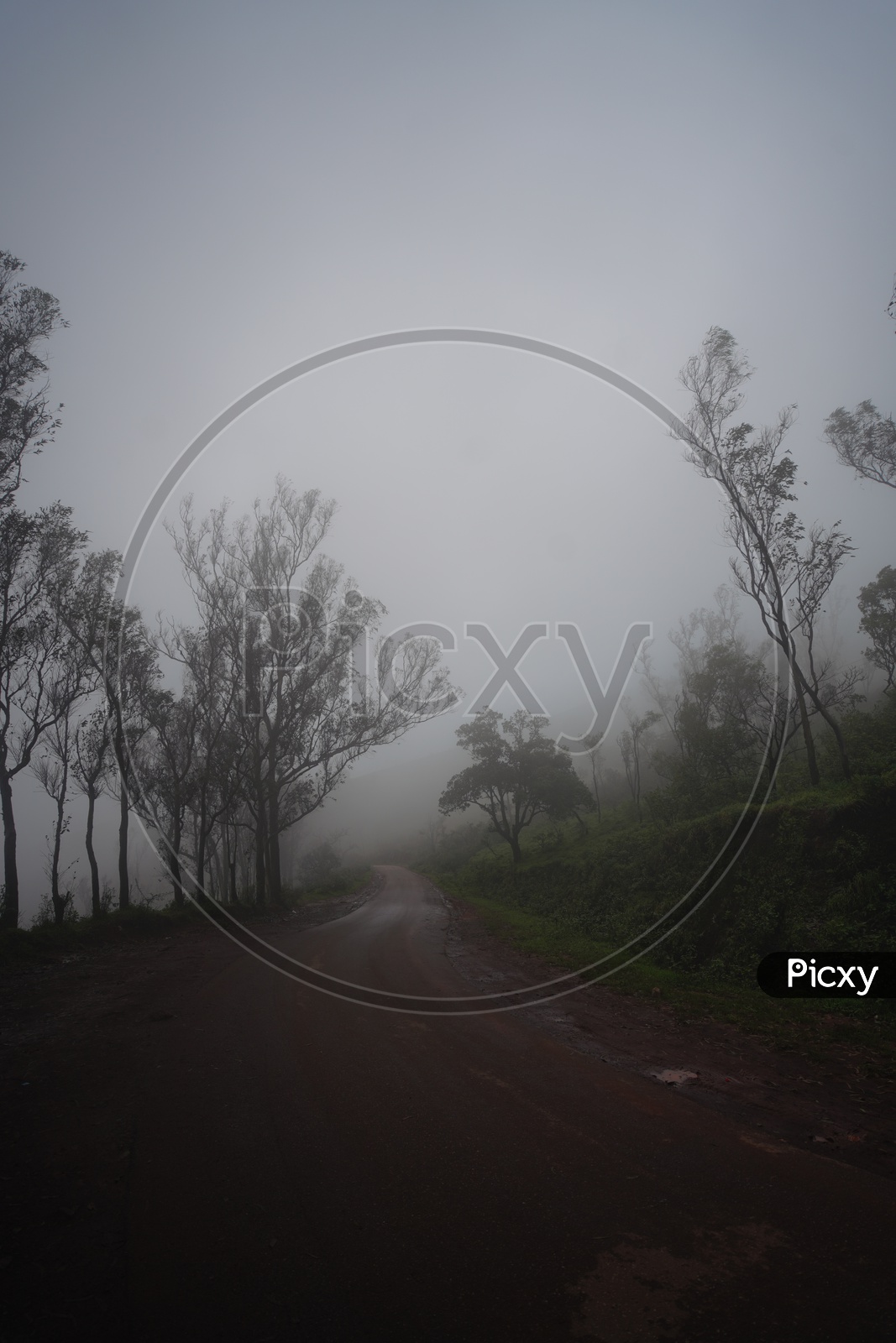 Foggy mornings Chickmangalur / Forest Views in Chickmangalur / Valleys In Chickmangalur