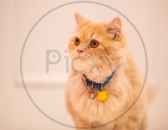 Cat / Domestic Cat / House Cat / Feline / Pet Cat