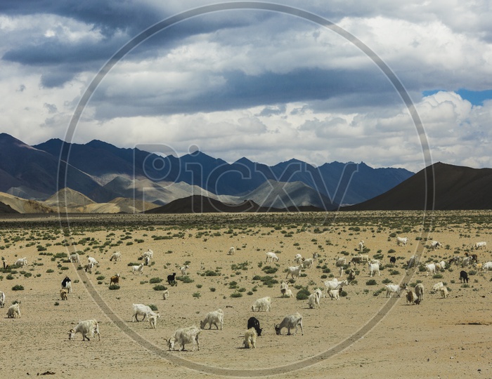 Sheeps Eating Pastures in Valleys of Leh
