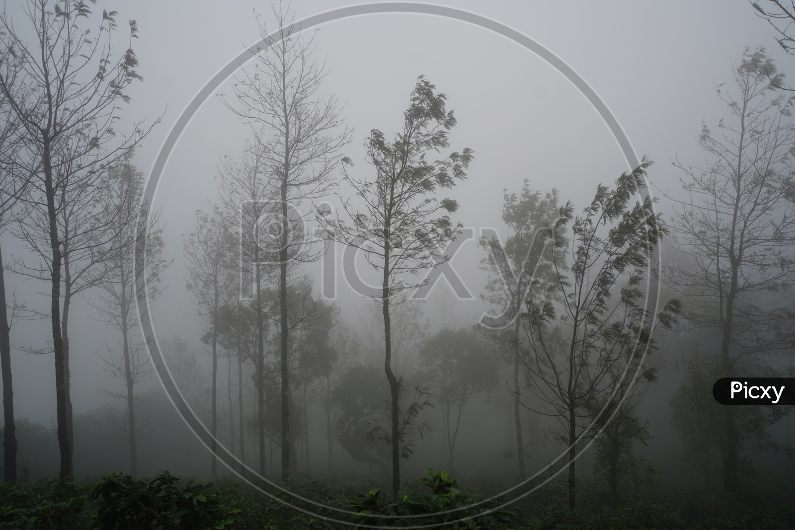 Foggy Mornings in Chickmangalur / Forests in Chickmangalur / Views of Valleys In Chickmangalur
