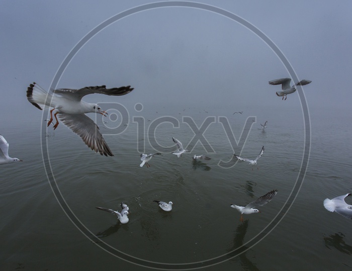 Siberian Birds on  River Ganga/ Migratory Birds in Varanasi