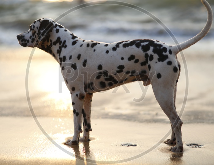 Dog in Goa Beach