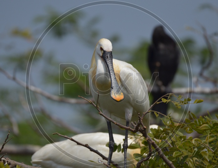 Ibis Bird at Ranganathittu Bird Sanctuary
