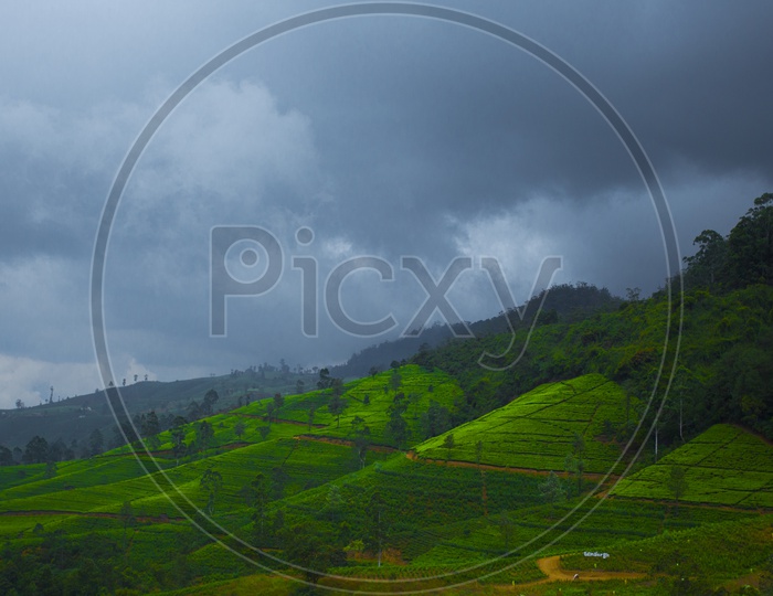 Tea Estates In Sri Lanka / Views Of Sri Lanka / Green Valley Views In Sri Lanka