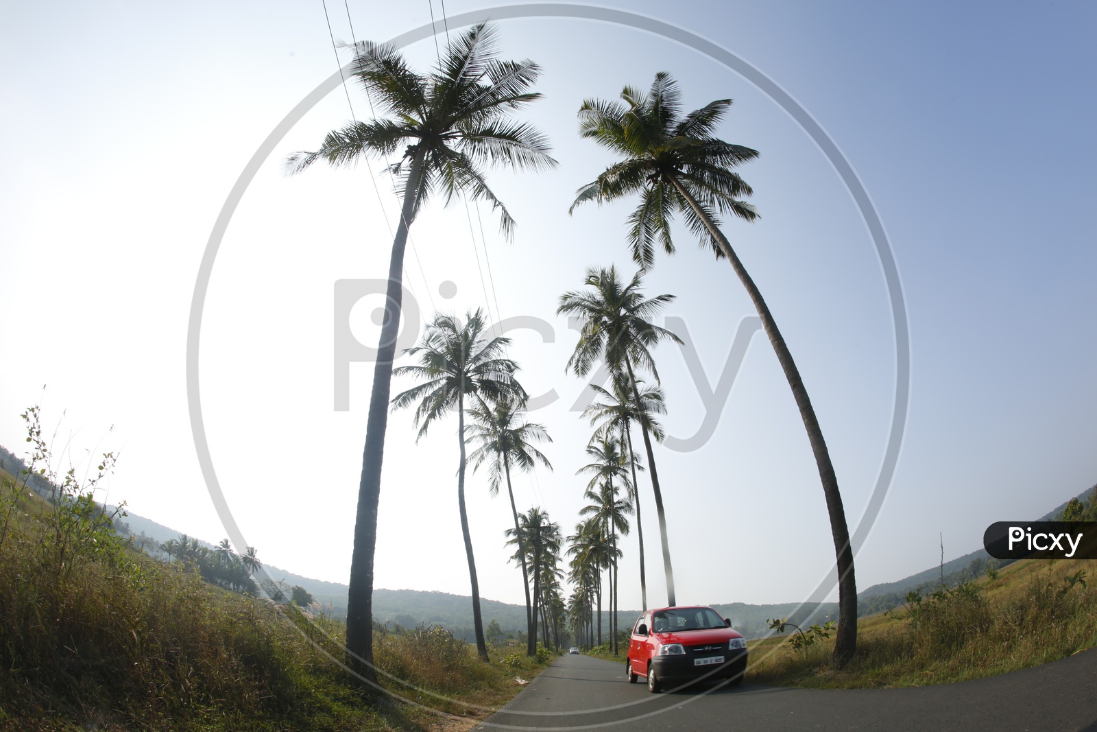 Image of Parra, A road between Coconut Trees in Goa famous location in