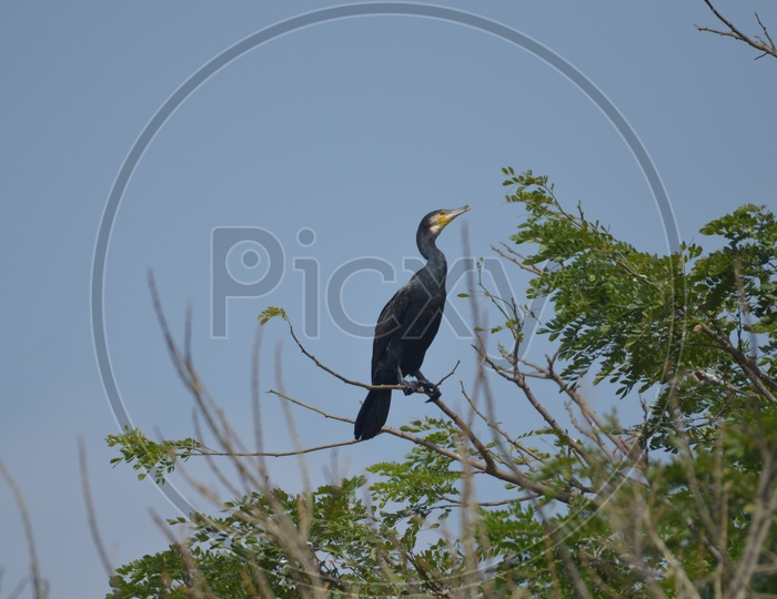 Cormorant Bird at Ranganathittu Bird Sanctuary