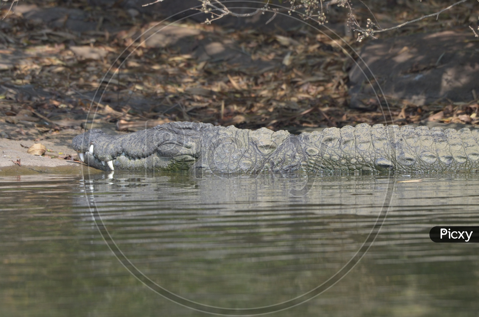 Crocodile at Ranganathittu Bird Sanctuary