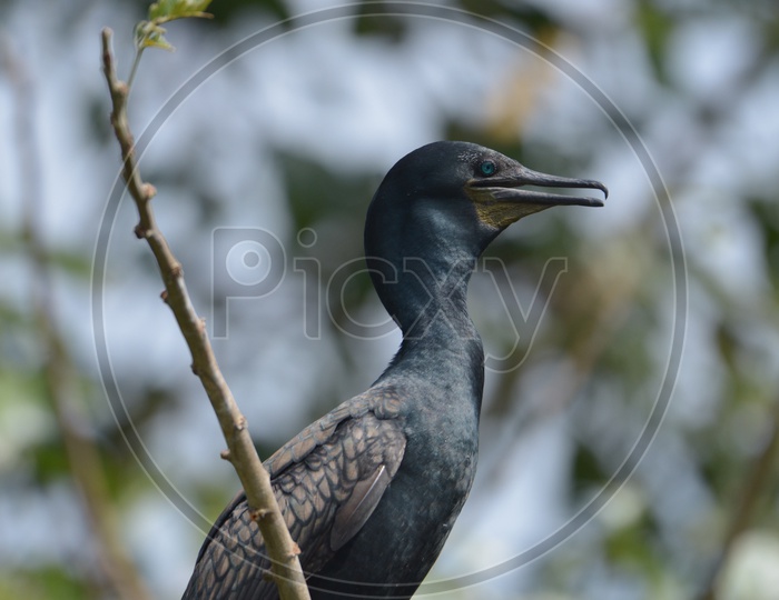 Cormorant Bird at Ranganathittu Bird Sanctuary