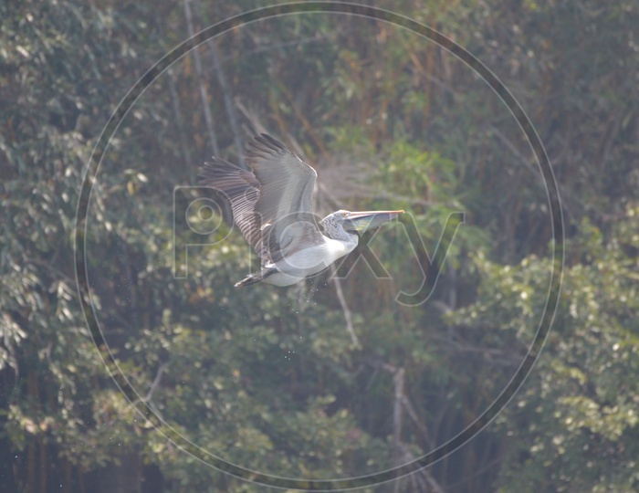 White stork Bird at Ranganathittu Bird Sanctuary