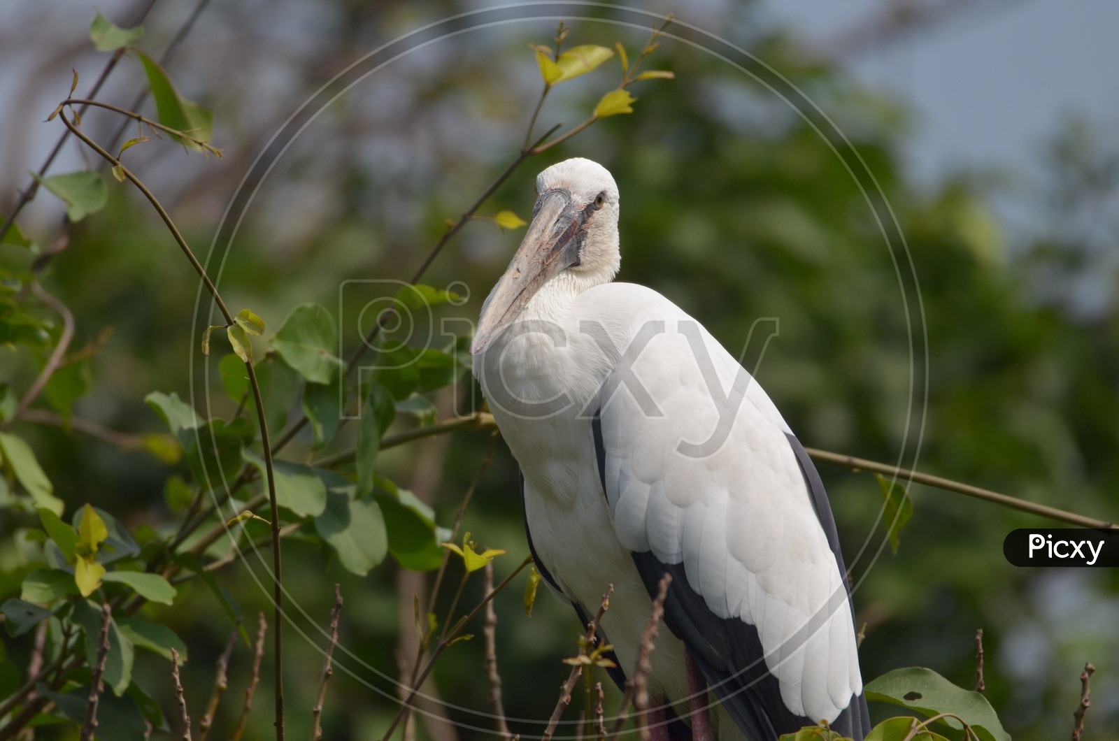 Wood stork Bird at Ranganathittu Bird Sanctuary