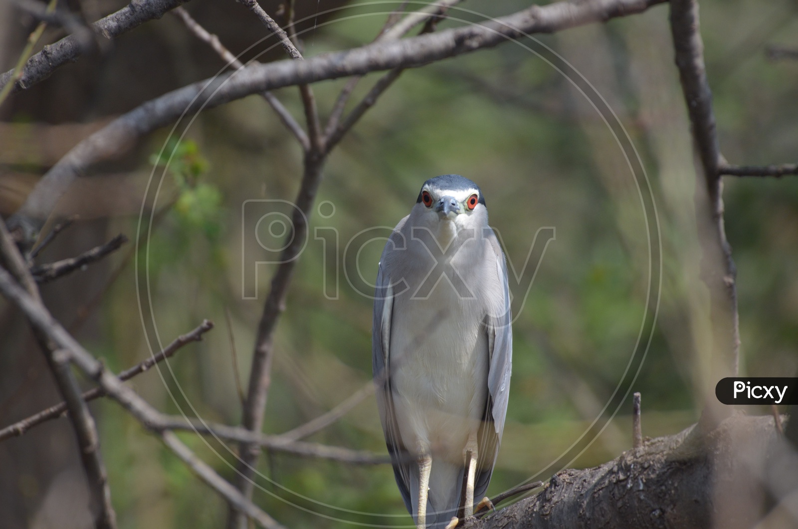 Little blue heron Bird at Ranganathittu Bird Sanctuary