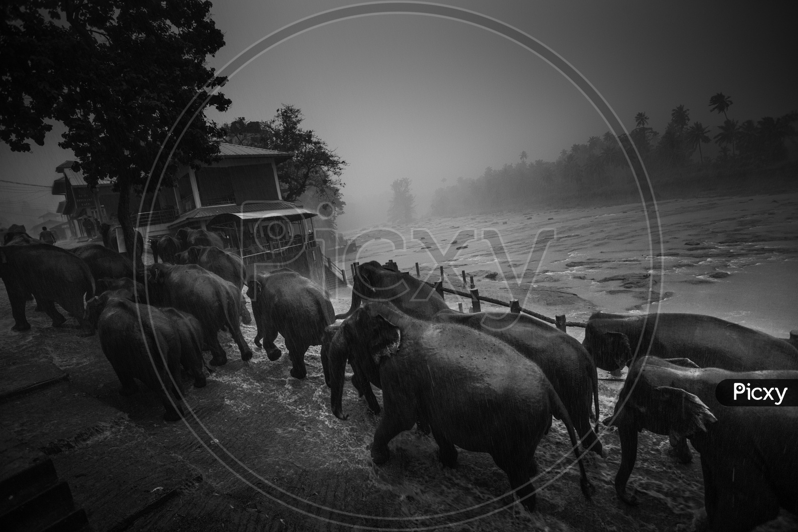 Elephants in Rain at Sri Lanka