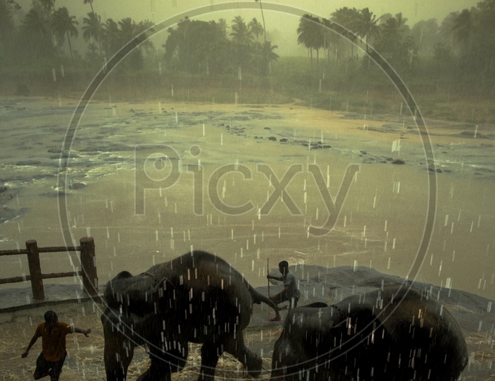 Elephants in the Rain at Sri Lanka