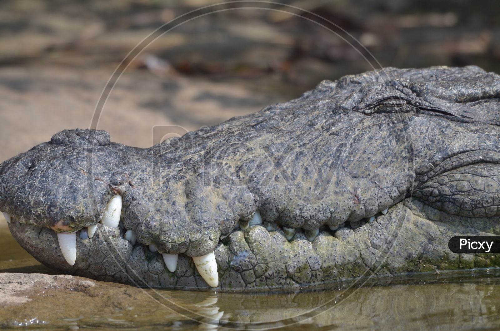 Crocodile at Ranganathittu Bird Sanctuary