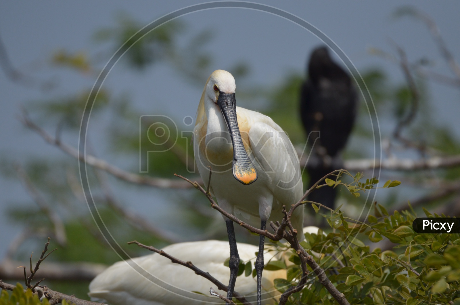 Ibis Bird at Ranganathittu Bird Sanctuary
