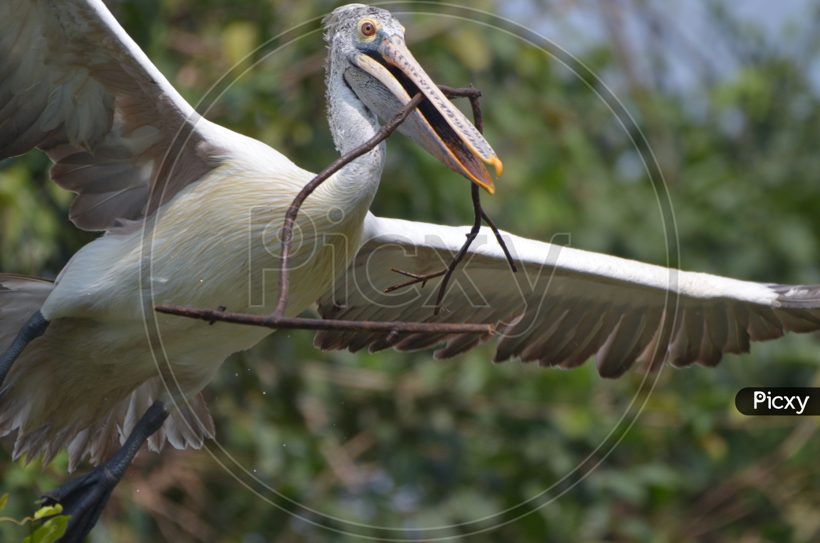 Brown pelican Bird at Ranganathittu Bird Sanctuary