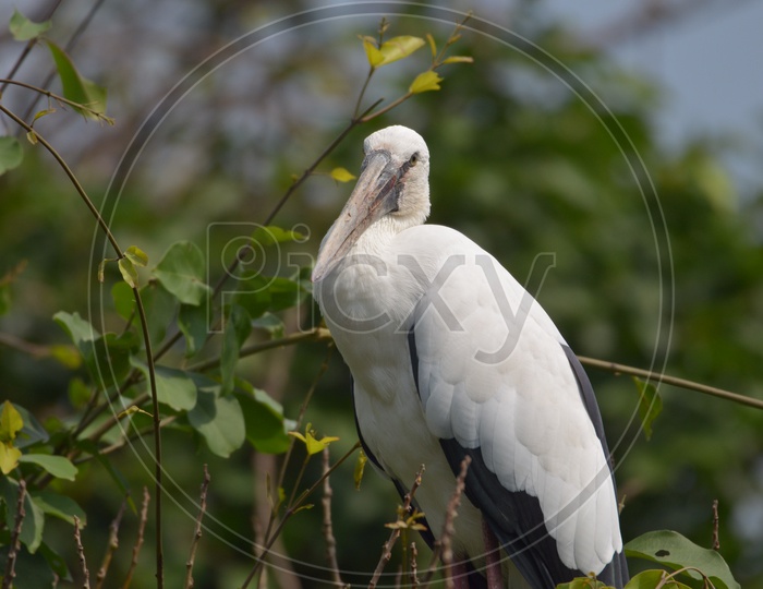 Wood stork Bird at Ranganathittu Bird Sanctuary